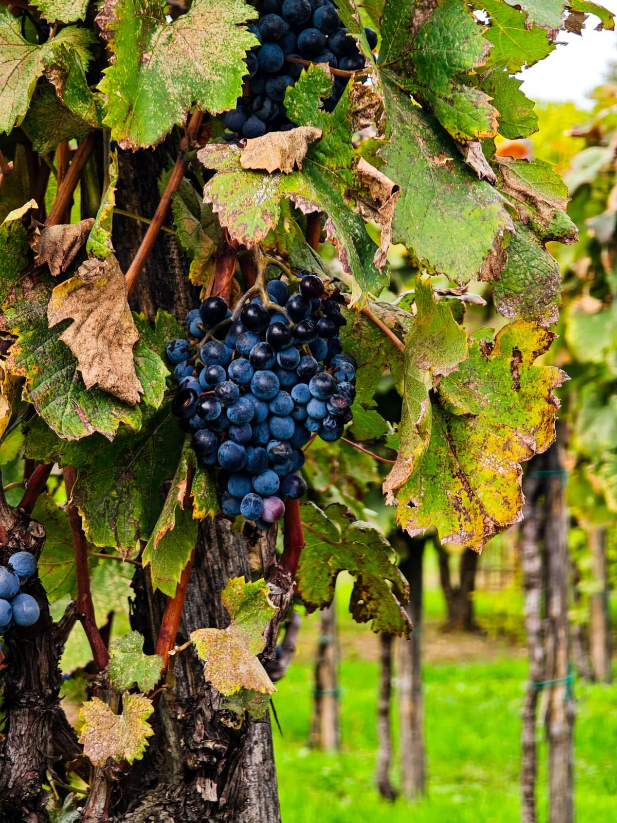 Grapes growing in an Italian vineyard
